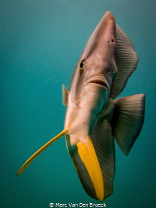 badface by Marc Van Den Broeck 